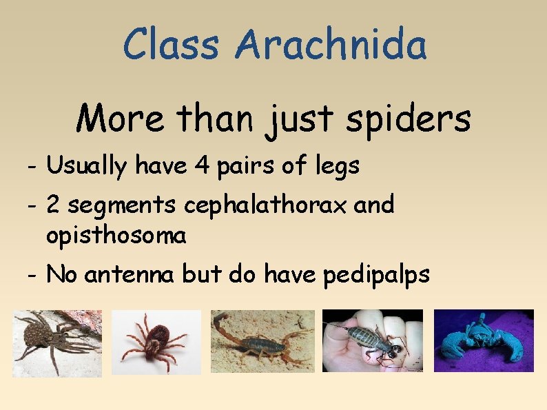 Class Arachnida More than just spiders - Usually have 4 pairs of legs -