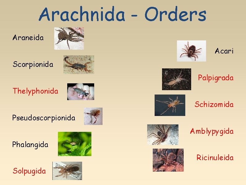 Arachnida - Orders Araneida Acari Scorpionida Palpigrada Thelyphonida Schizomida Pseudoscorpionida Amblypygida Phalangida Ricinuleida Solpugida
