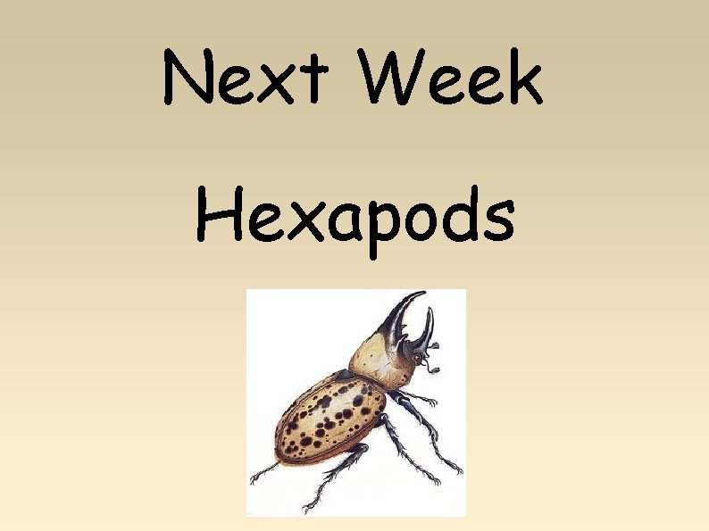Next Week Hexapods 
