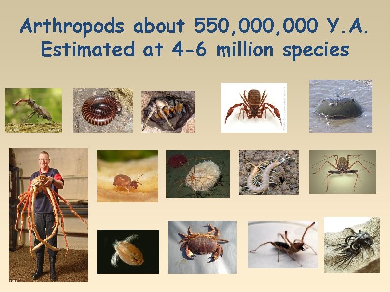Arthropods about 550, 000 Y. A. Estimated at 4 -6 million species 