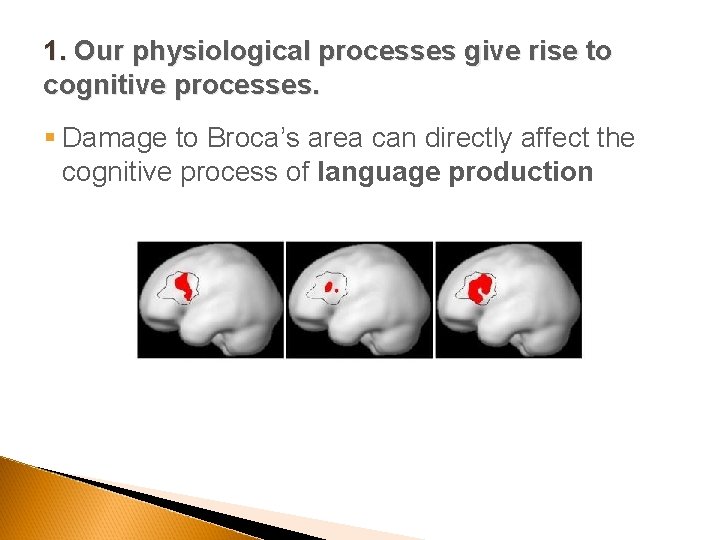 1. Our physiological processes give rise to cognitive processes. § Damage to Broca’s area