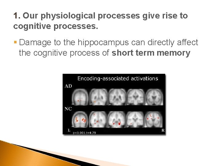1. Our physiological processes give rise to cognitive processes. § Damage to the hippocampus
