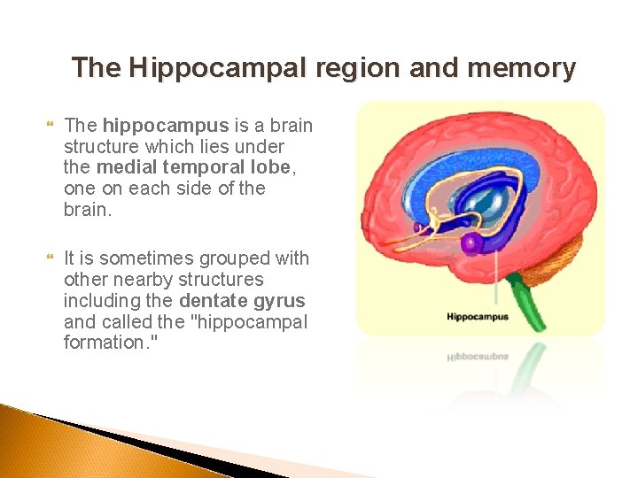 The Hippocampal region and memory The hippocampus is a brain structure which lies under
