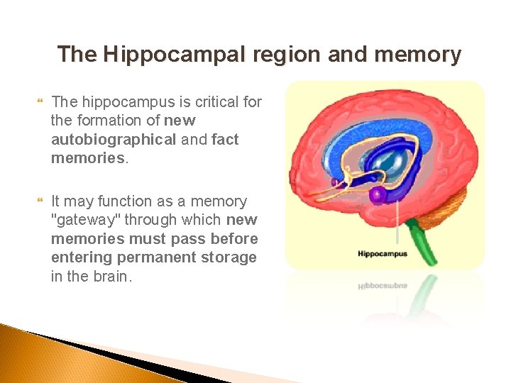 The Hippocampal region and memory The hippocampus is critical for the formation of new