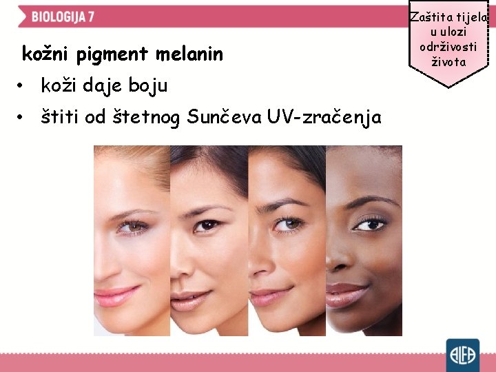 kožni pigment melanin • koži daje boju • štiti od štetnog Sunčeva UV-zračenja Zaštita