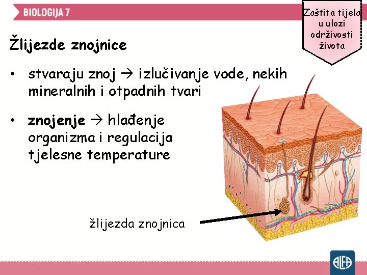 Žlijezde znojnice • stvaraju znoj izlučivanje vode, nekih mineralnih i otpadnih tvari • znojenje