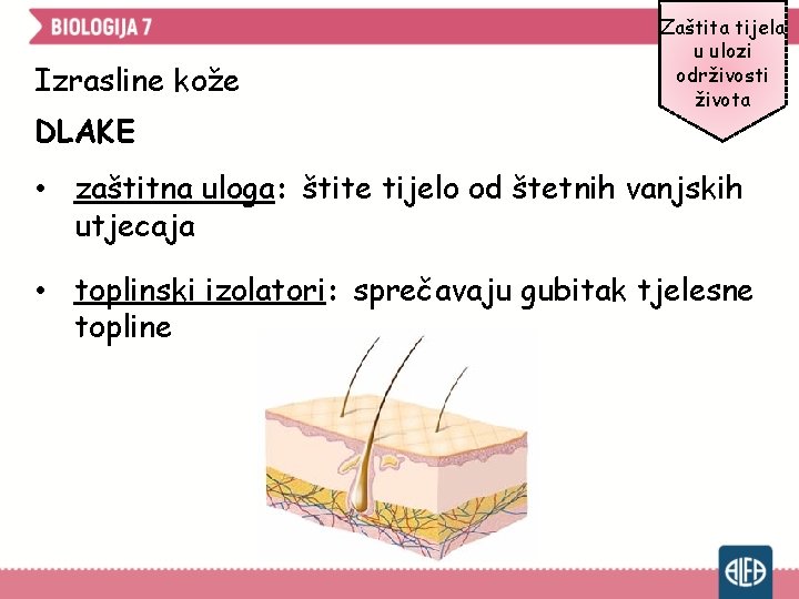 Izrasline kože DLAKE Zaštita tijela u ulozi održivosti života • zaštitna uloga: štite tijelo