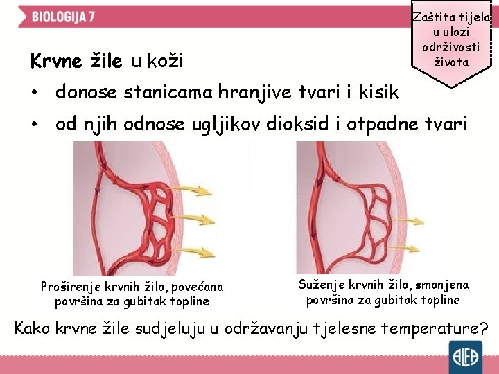 Zaštita tijela u ulozi održivosti života Krvne žile u koži • donose stanicama hranjive