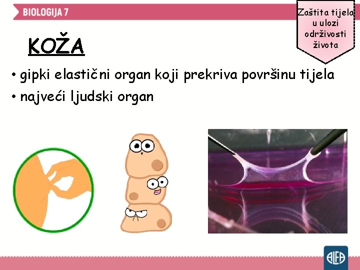 KOŽA Zaštita tijela u ulozi održivosti života • gipki elastični organ koji prekriva površinu