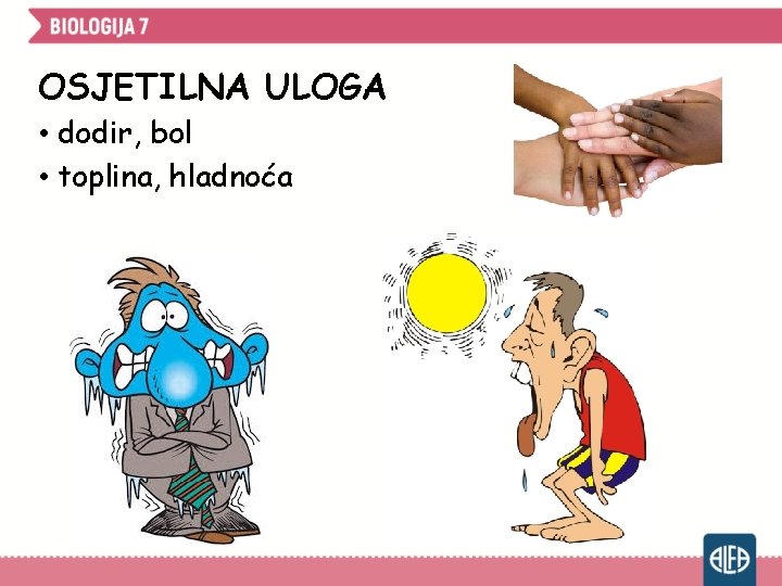 OSJETILNA ULOGA • dodir, bol • toplina, hladnoća 