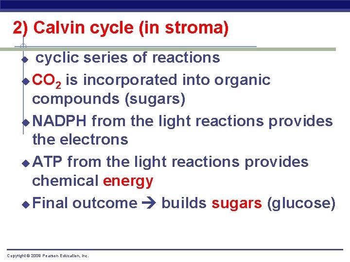 2) Calvin cycle (in stroma) cyclic series of reactions u CO 2 is incorporated