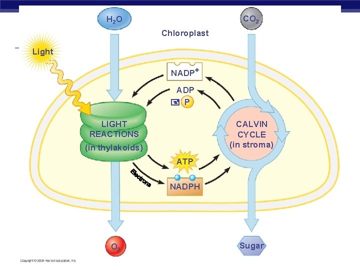 CO 2 H 2 O Chloroplast Light NADP+ ADP P LIGHT REACTIONS CALVIN CYCLE