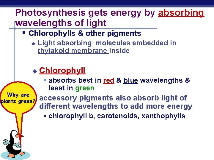 Photosynthesis gets energy by absorbing wavelengths of light § Chlorophylls & other pigments u