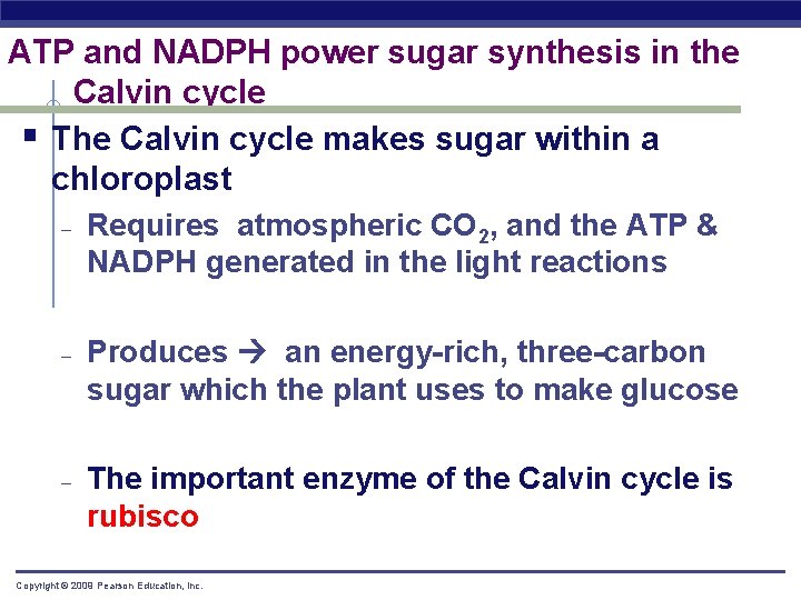 ATP and NADPH power sugar synthesis in the Calvin cycle § The Calvin cycle
