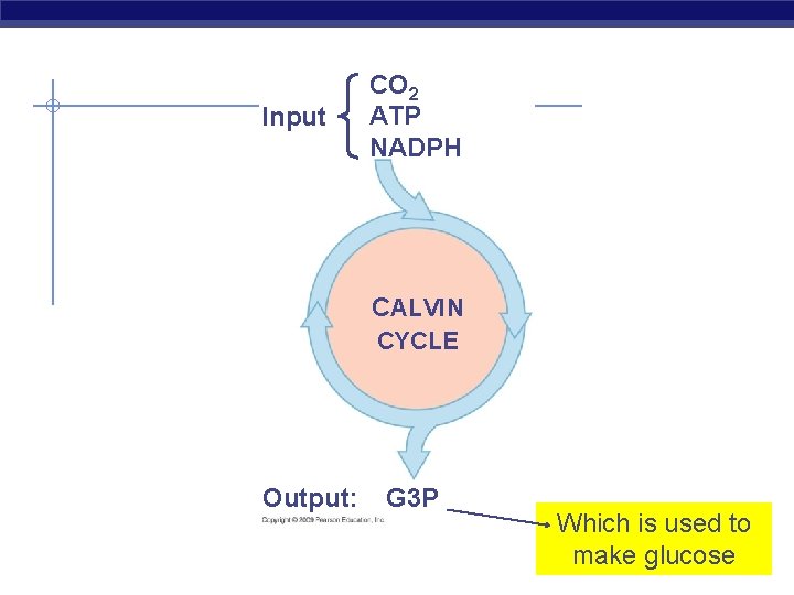 Input CO 2 ATP NADPH CALVIN CYCLE Output: G 3 P Which is used