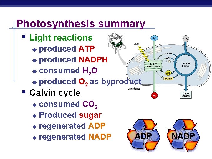 Photosynthesis summary § Light reactions produced ATP u produced NADPH u consumed H 2