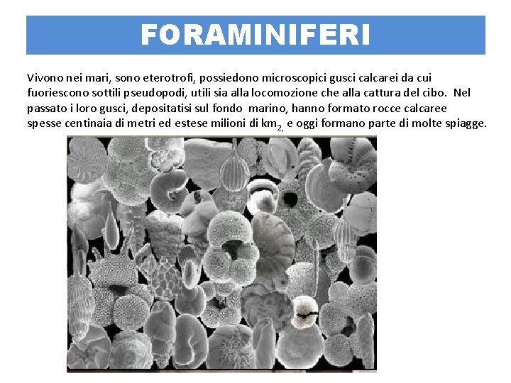 FORAMINIFERI Vivono nei mari, sono eterotrofi, possiedono microscopici gusci calcarei da cui fuoriescono sottili