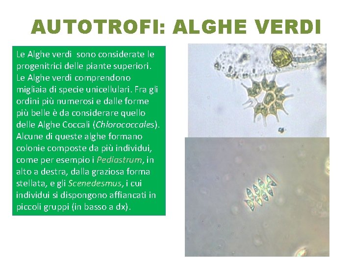 AUTOTROFI: ALGHE VERDI Le Alghe verdi sono considerate le progenitrici delle piante superiori. Le