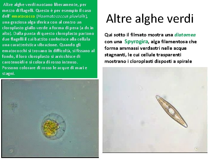 Altre alghe verdi nuotano liberamente, per mezzo di flagelli. Questo è per esempio il