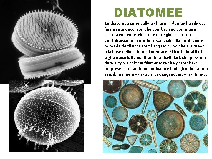 DIATOMEE Le diatomee sono cellule chiuse in due teche silicee, finemente decorate, che combaciano