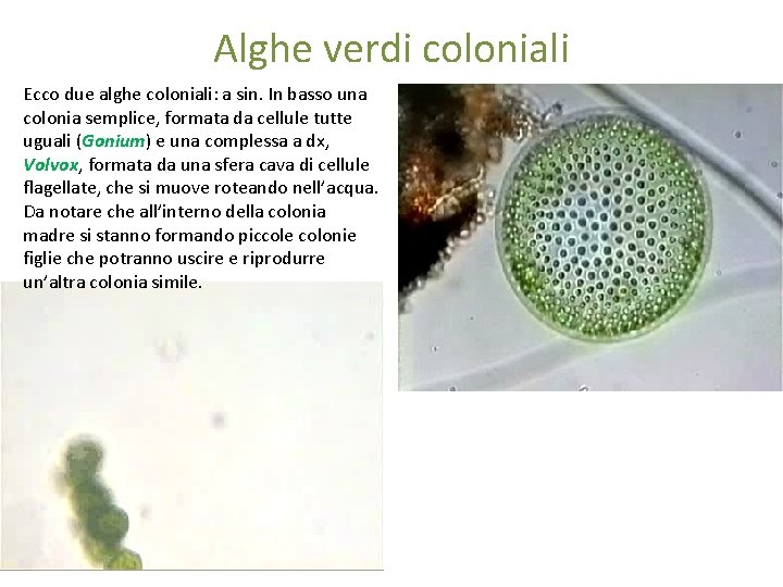 Alghe verdi coloniali Ecco due alghe coloniali: a sin. In basso una colonia semplice,