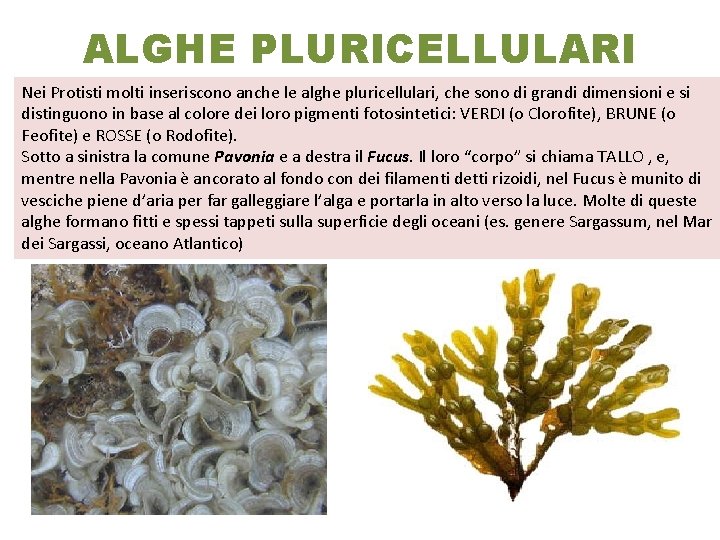 ALGHE PLURICELLULARI Nei Protisti molti inseriscono anche le alghe pluricellulari, che sono di grandi