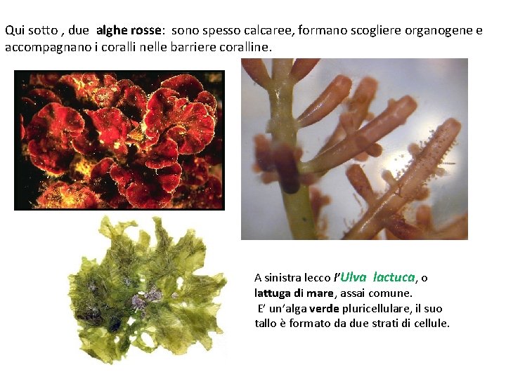 Qui sotto , due alghe rosse: sono spesso calcaree, formano scogliere organogene e accompagnano