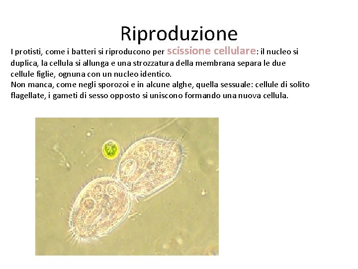 Riproduzione I protisti, come i batteri si riproducono per scissione cellulare: il nucleo si