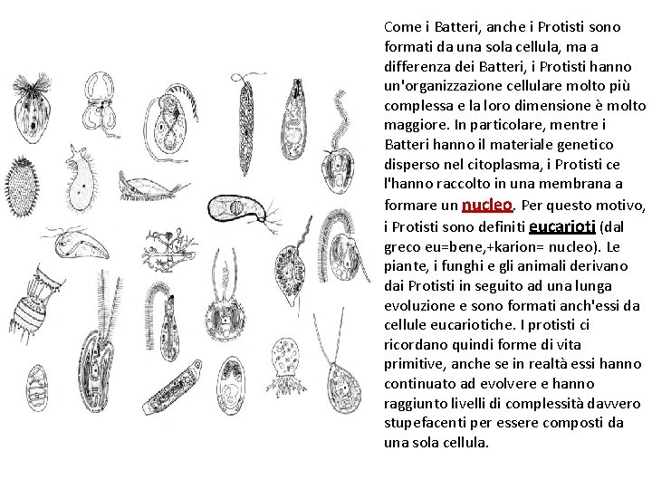 Come i Batteri, anche i Protisti sono formati da una sola cellula, ma a