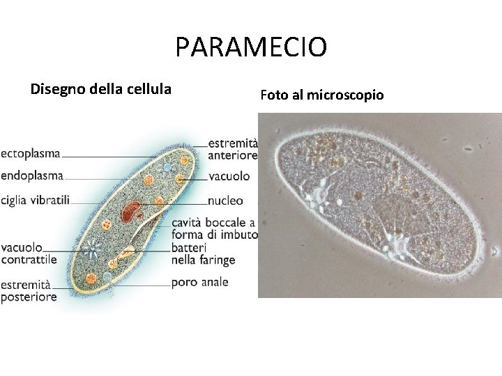 PARAMECIO Disegno della cellula Foto al microscopio 