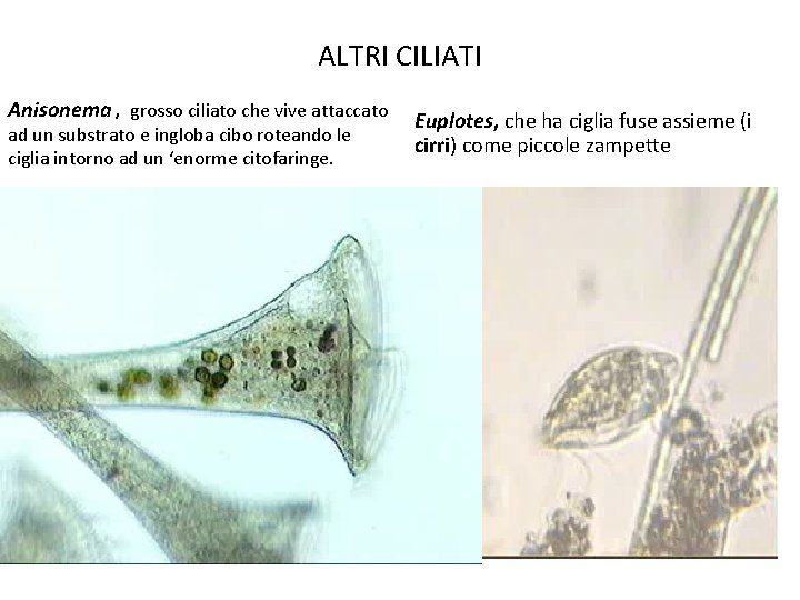 ALTRI CILIATI Anisonema , grosso ciliato che vive attaccato ad un substrato e ingloba