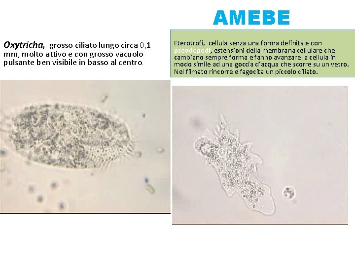 AMEBE Oxytricha, grosso ciliato lungo circa 0, 1 mm, molto attivo e con grosso