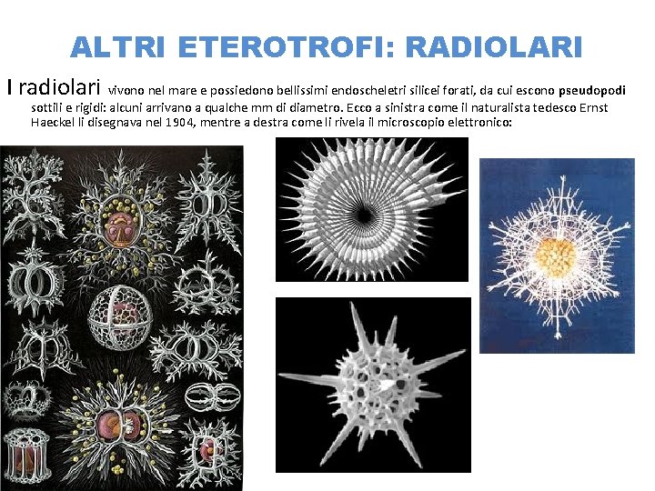 ALTRI ETEROTROFI: RADIOLARI I radiolari vivono nel mare e possiedono bellissimi endoscheletri silicei forati,