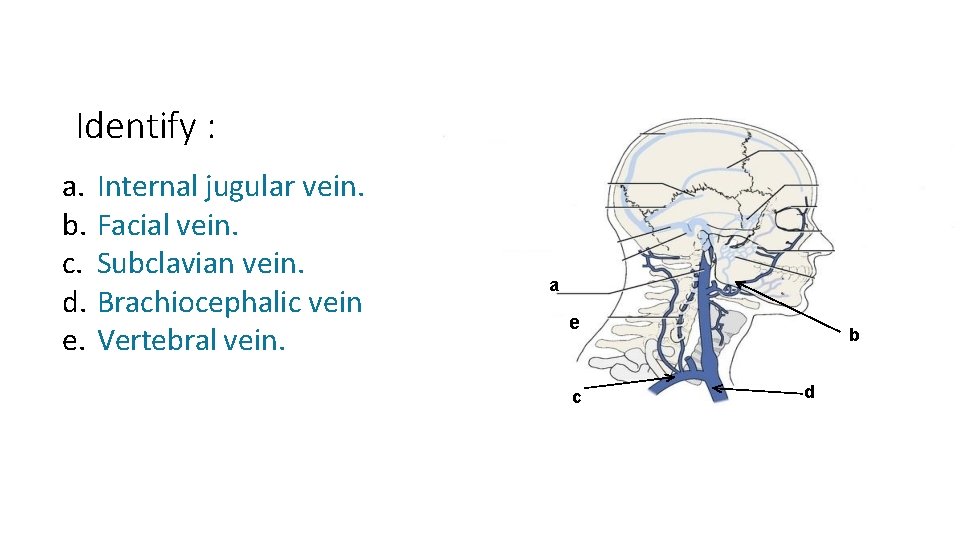 Identify : a. b. c. d. e. Internal jugular vein. Facial vein. Subclavian vein.