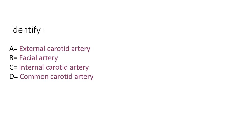 Identify : A= External carotid artery B= Facial artery C= Internal carotid artery D=