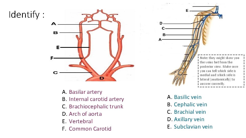 Identify : E F Note: they might show you the veins but from the