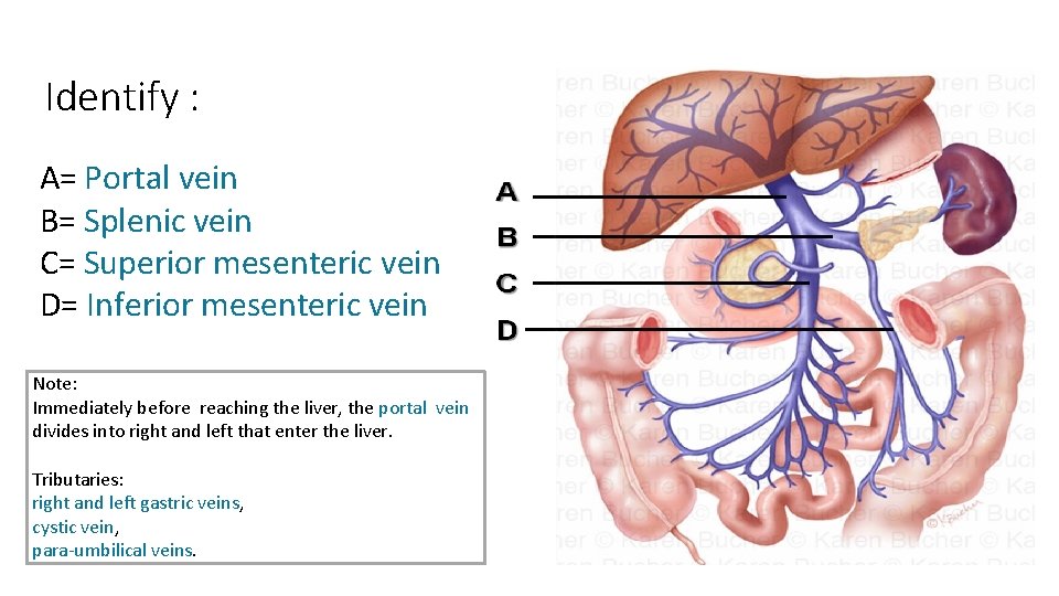 Identify : A= Portal vein B= Splenic vein C= Superior mesenteric vein D= Inferior