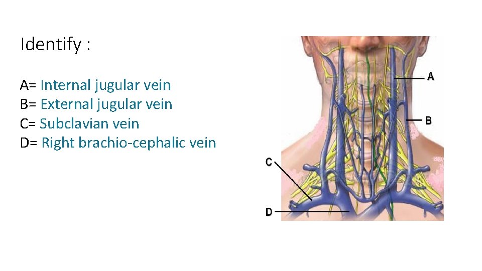 Identify : A= Internal jugular vein B= External jugular vein C= Subclavian vein D=