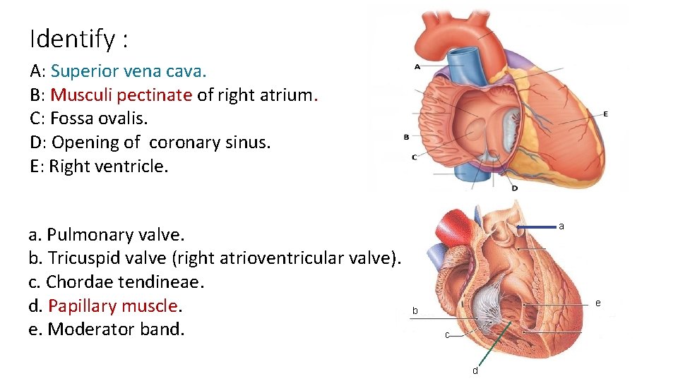 Identify : A: Superior vena cava. B: Musculi pectinate of right atrium. C: Fossa