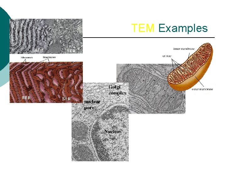 TEM Examples 