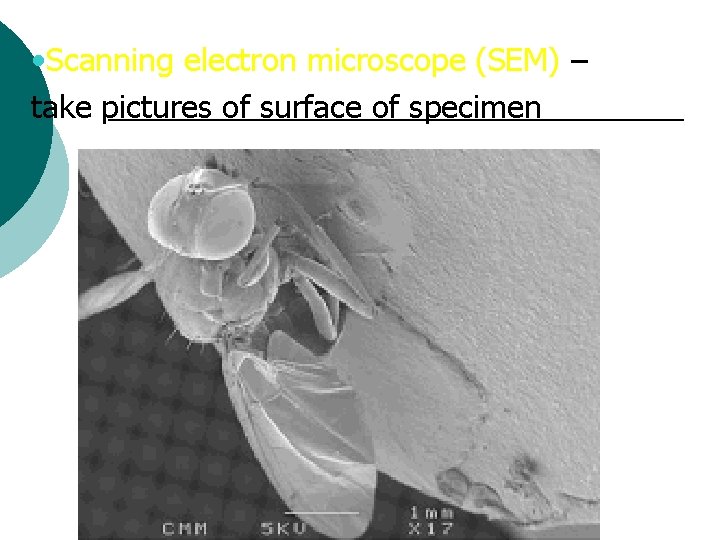  • Scanning electron microscope (SEM) – take pictures of surface of specimen 