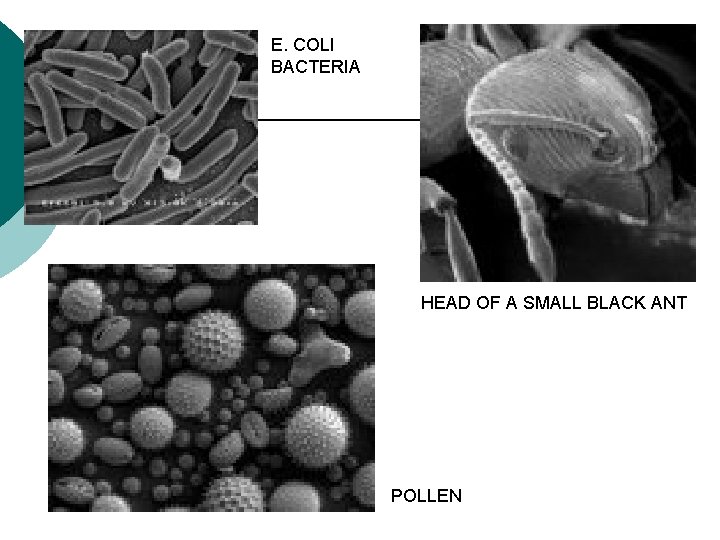 E. COLI BACTERIA HEAD OF A SMALL BLACK ANT POLLEN 