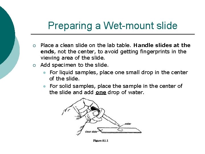 Preparing a Wet-mount slide ¡ ¡ Place a clean slide on the lab table.