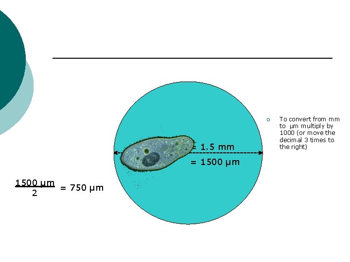 ¡ Diameter = 1. 5 mm = 1500 µm = 750 µm 2 To