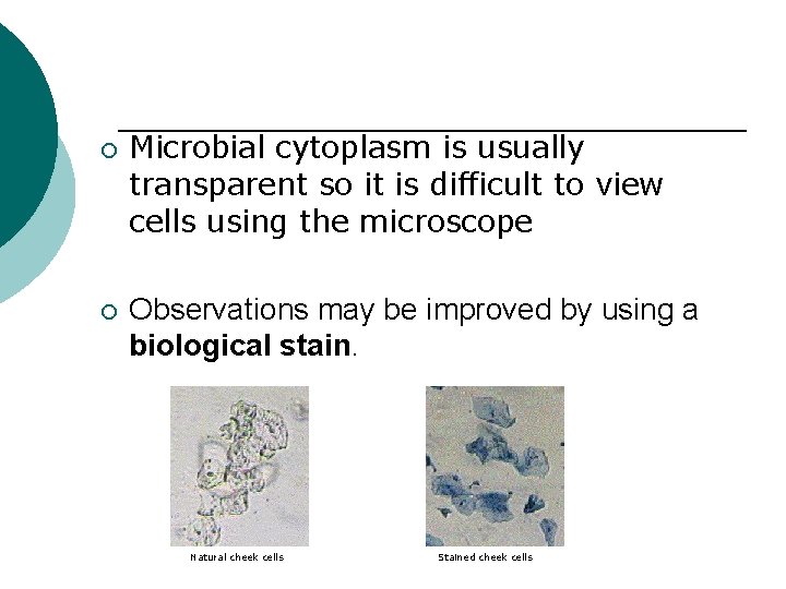 ¡ ¡ Microbial cytoplasm is usually transparent so it is difficult to view cells
