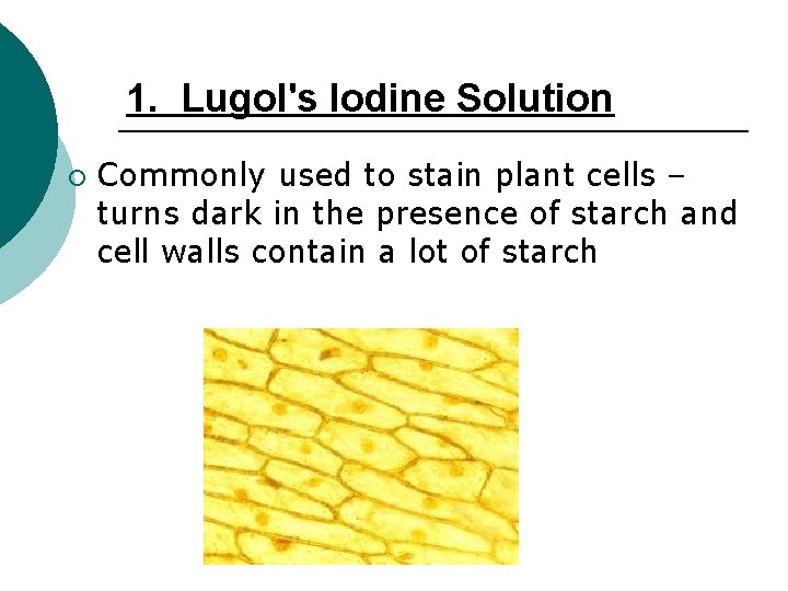 1. Lugol's Iodine Solution ¡ Commonly used to stain plant cells – turns dark