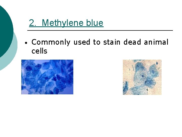 2. Methylene blue • Commonly used to stain dead animal cells 