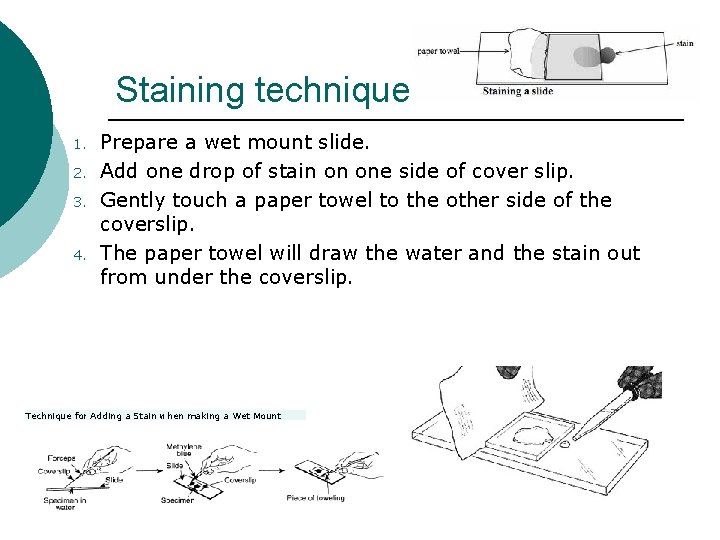 Staining technique 1. 2. 3. 4. Prepare a wet mount slide. Add one drop