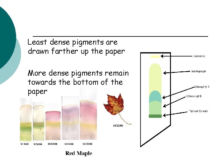 Least dense pigments are drawn farther up the paper More dense pigments remain towards