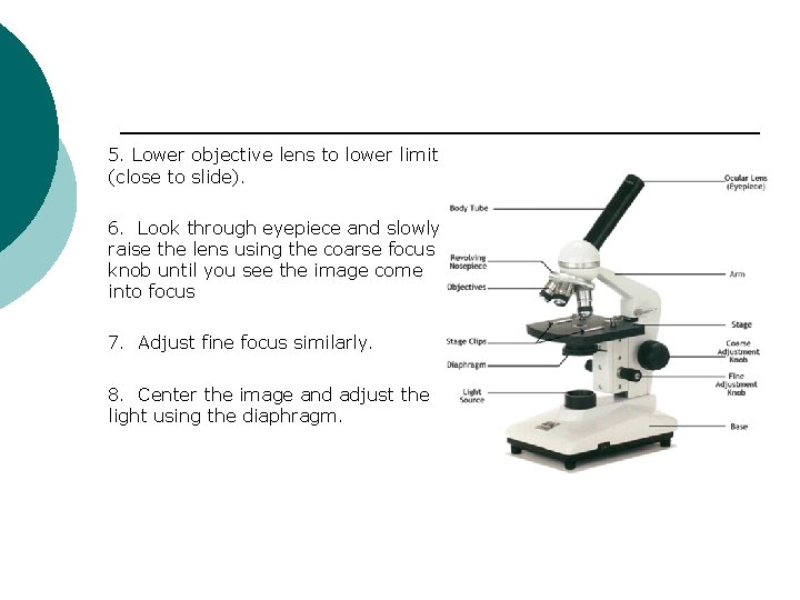 5. Lower objective lens to lower limit (close to slide). 6. Look through eyepiece